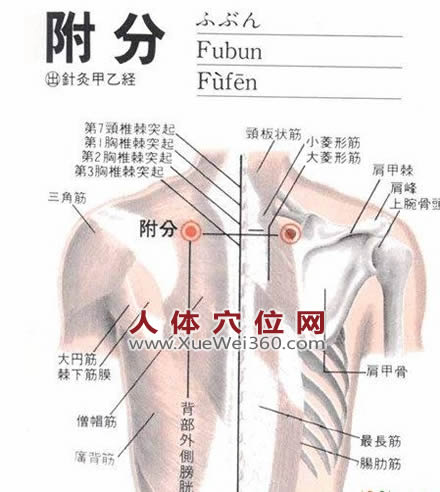 附分穴的准确位置图