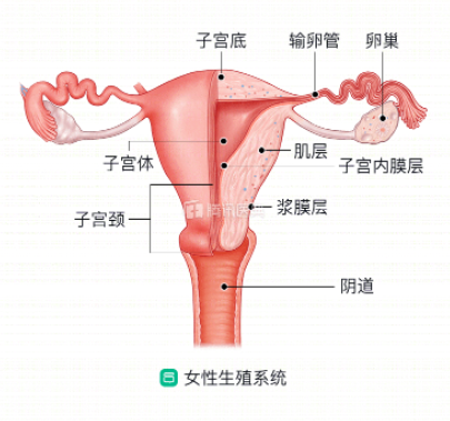 生理期为什么会流血