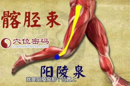 髂胫束，阳陵泉是髂胫束的止点，又是小腿肌肉的起点