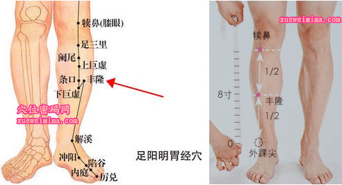 丰隆穴位位置图