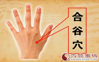 <a href='http://www.liuyanbao.net/rentixueweichaxun/475.html' target='_blank'><u>合谷穴</u></a>的位置图