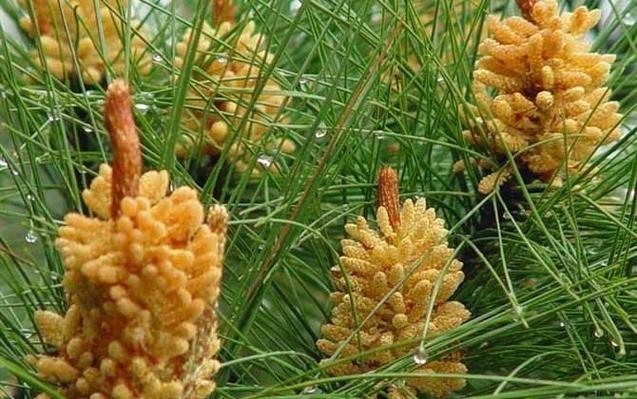 松花粉功效,松花粉功效和作用与用法
