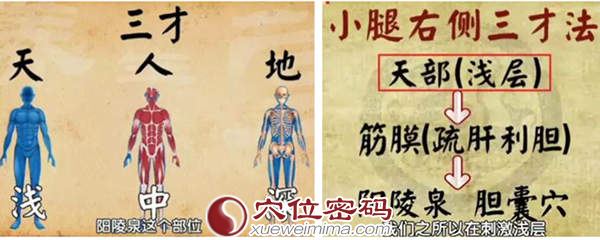 小腿右侧三才法：刺激浅层