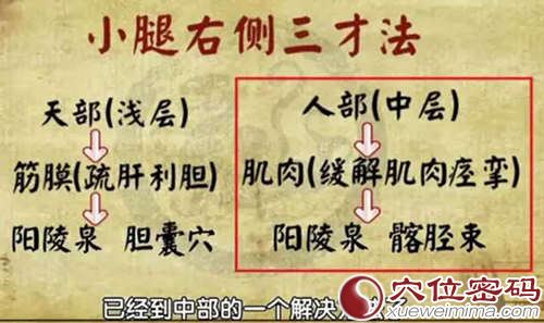 小腿右侧三才法：刺激中层