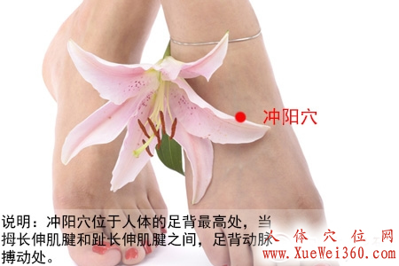冲阳穴位位置图