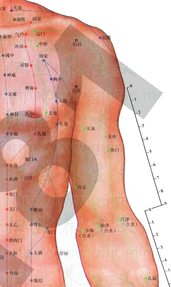 侠白穴：肺经(图文)