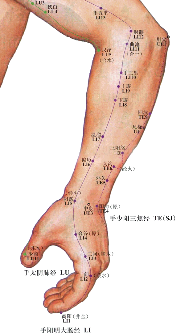 尺泽穴：肺经(图文)