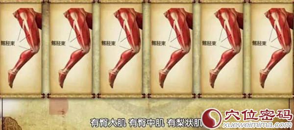 腿部肌肉群