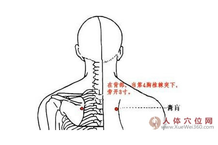 膏肓穴的准确位置图