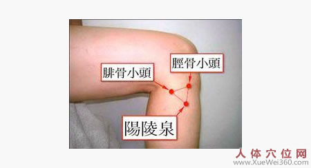 阳陵泉穴的位置图